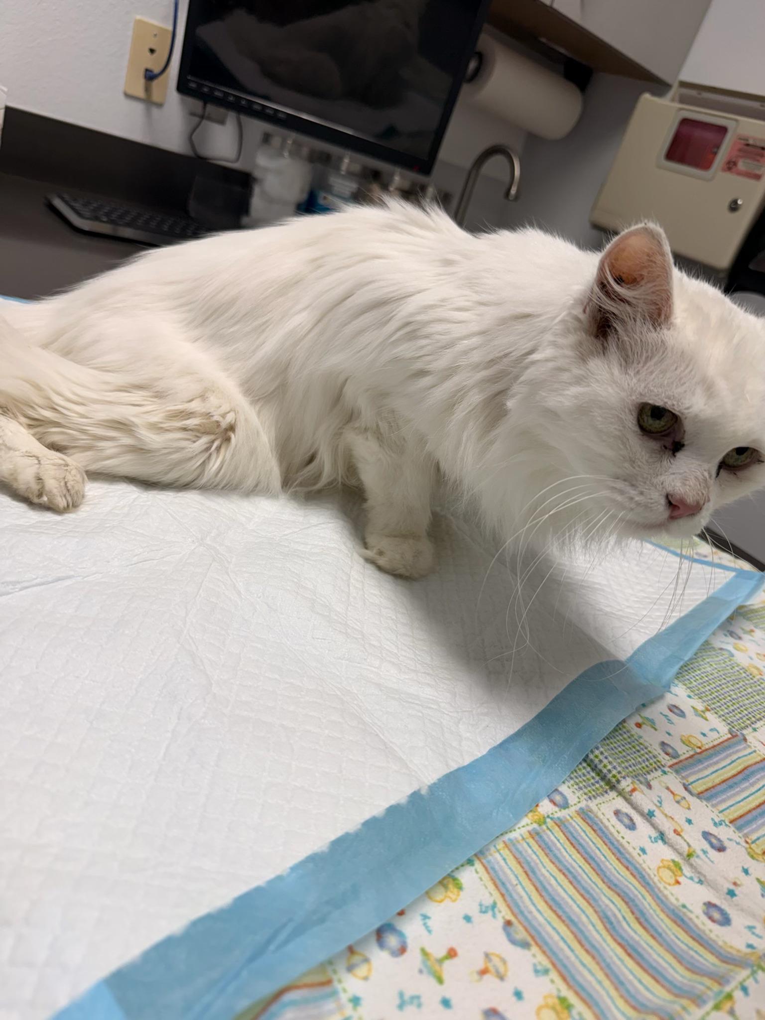 Delilah, a ADOPTABLE Domestic Long Hair in Roseville, CA image 2/4