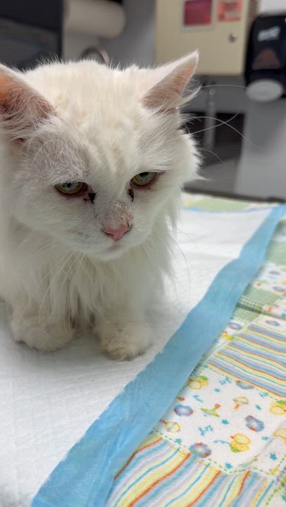 Enlarge Delilah, a ADOPTABLE Domestic Long Hair in Roseville, CA video 4/4