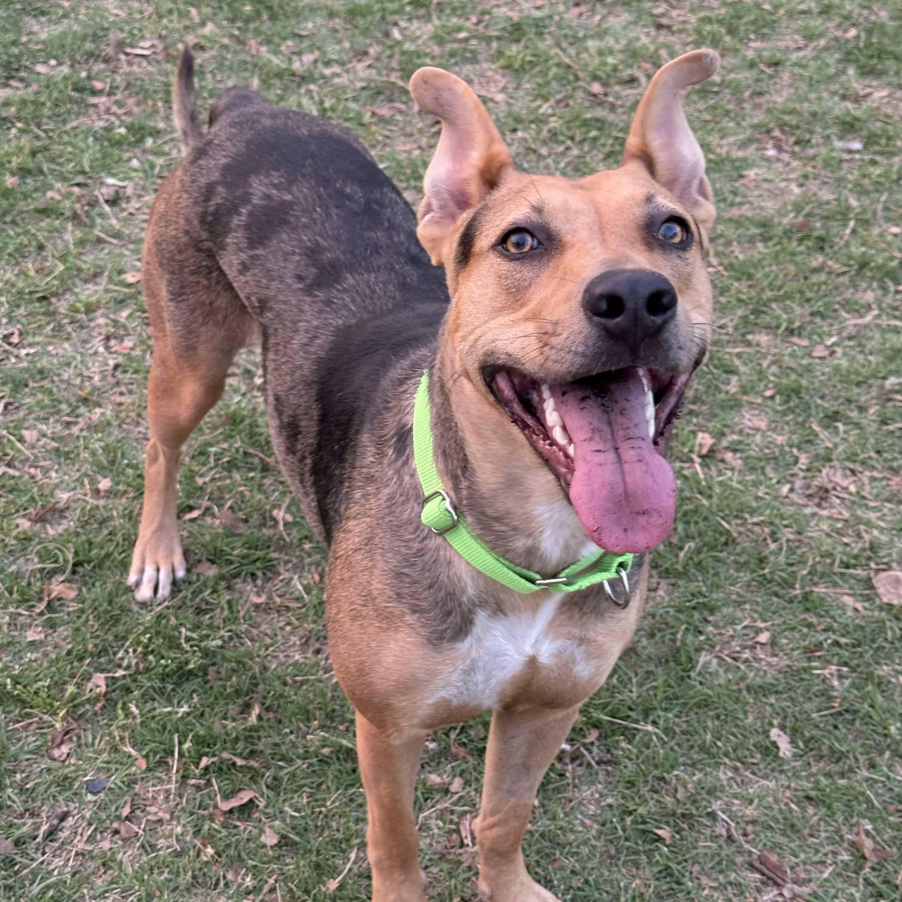 Juice Box, ADOPTABLE, Adult Female Catahoula Leopard Dog & Carolina Dog.