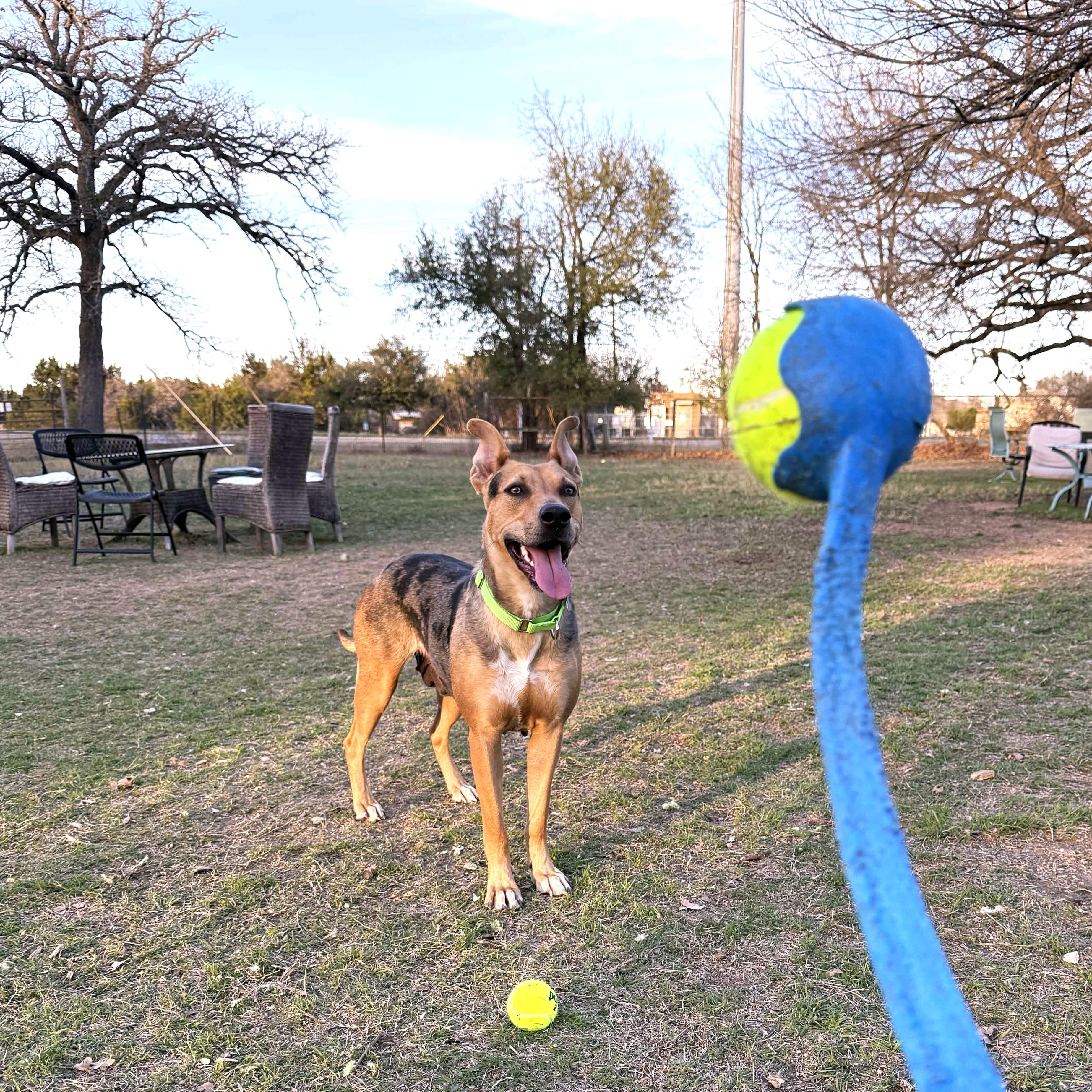 Enlarge Juice Box, a ADOPTABLE mixed breed in Austin, TX image 5/6