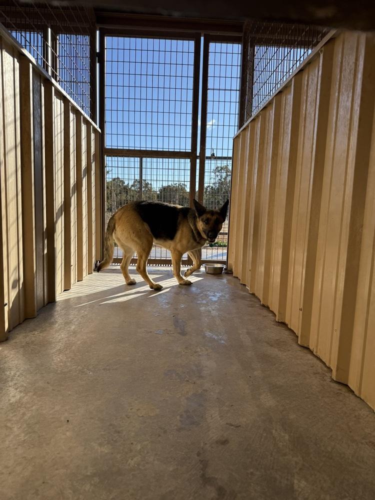 Sister, Adoptable, Adult Female German Shepherd Dog.