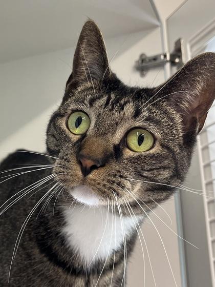 Aster — thumbnail 2