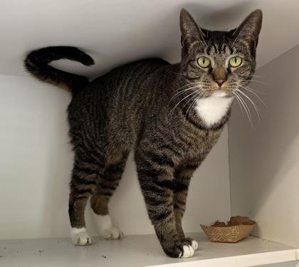 Aster — thumbnail 3