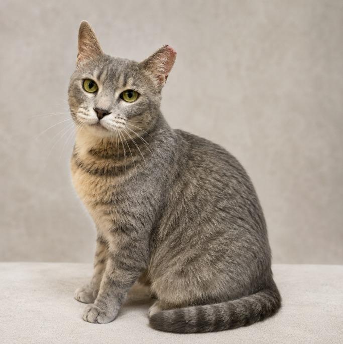 Enlarge Miss Figgy, a Adoptable Tabby in Miami, FL image 1/1