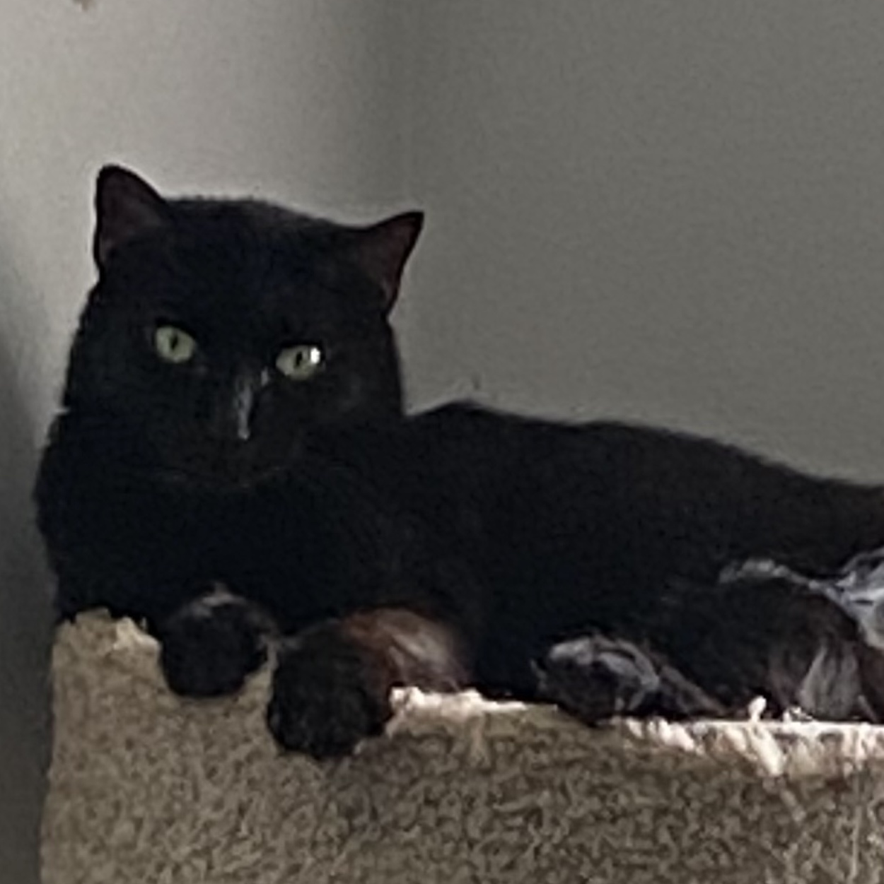 Enlarge Mickey, a Adoptable Domestic Short Hair in Columbus, OH image 1/1