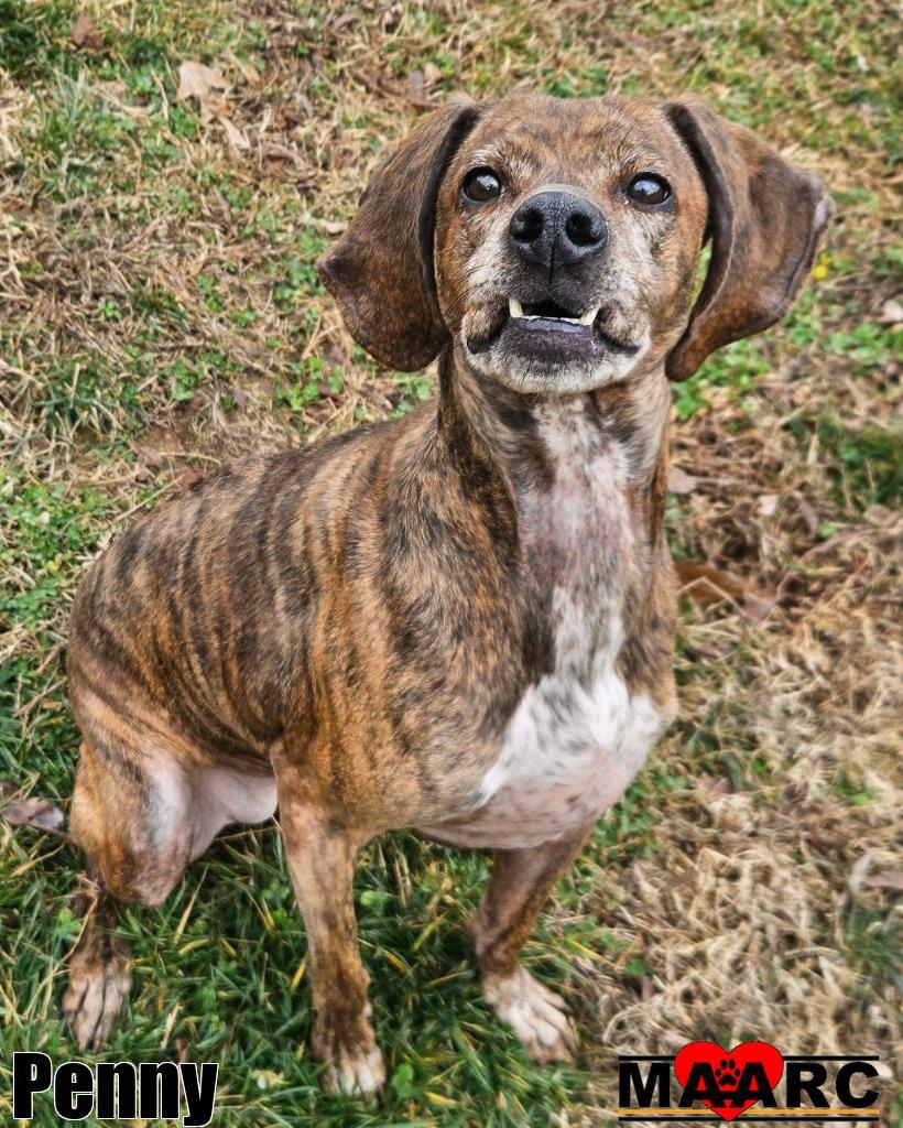 Penny, Adoptable, Adult Female Plott Hound.