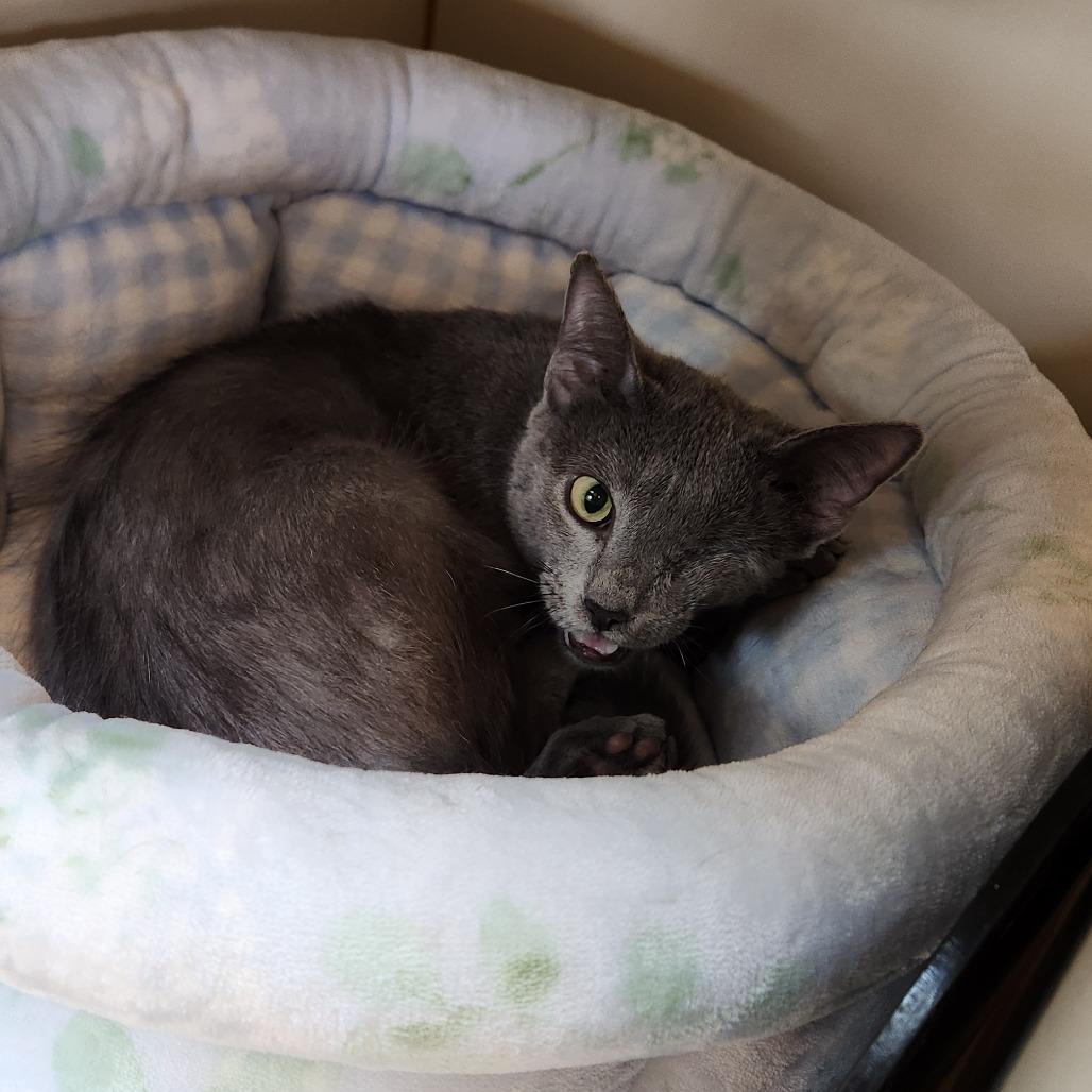 Enlarge Vicky, a Adoptable Domestic Short Hair in Delaware, OH image 1/5
