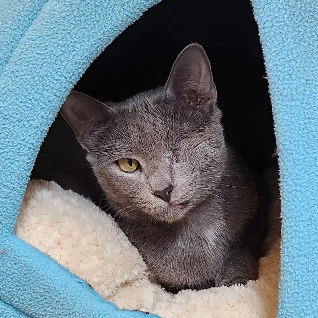 Enlarge Vicky, a Adoptable Domestic Short Hair in Delaware, OH image 2/5