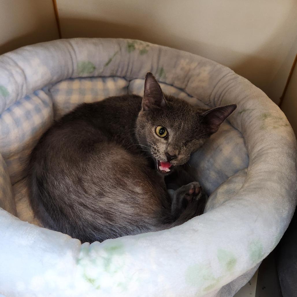 Enlarge Vicky, a Adoptable Domestic Short Hair in Delaware, OH image 3/5