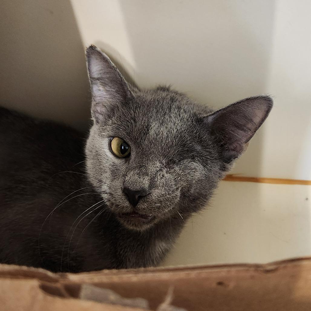 Enlarge Vicky, a Adoptable Domestic Short Hair in Delaware, OH image 4/5