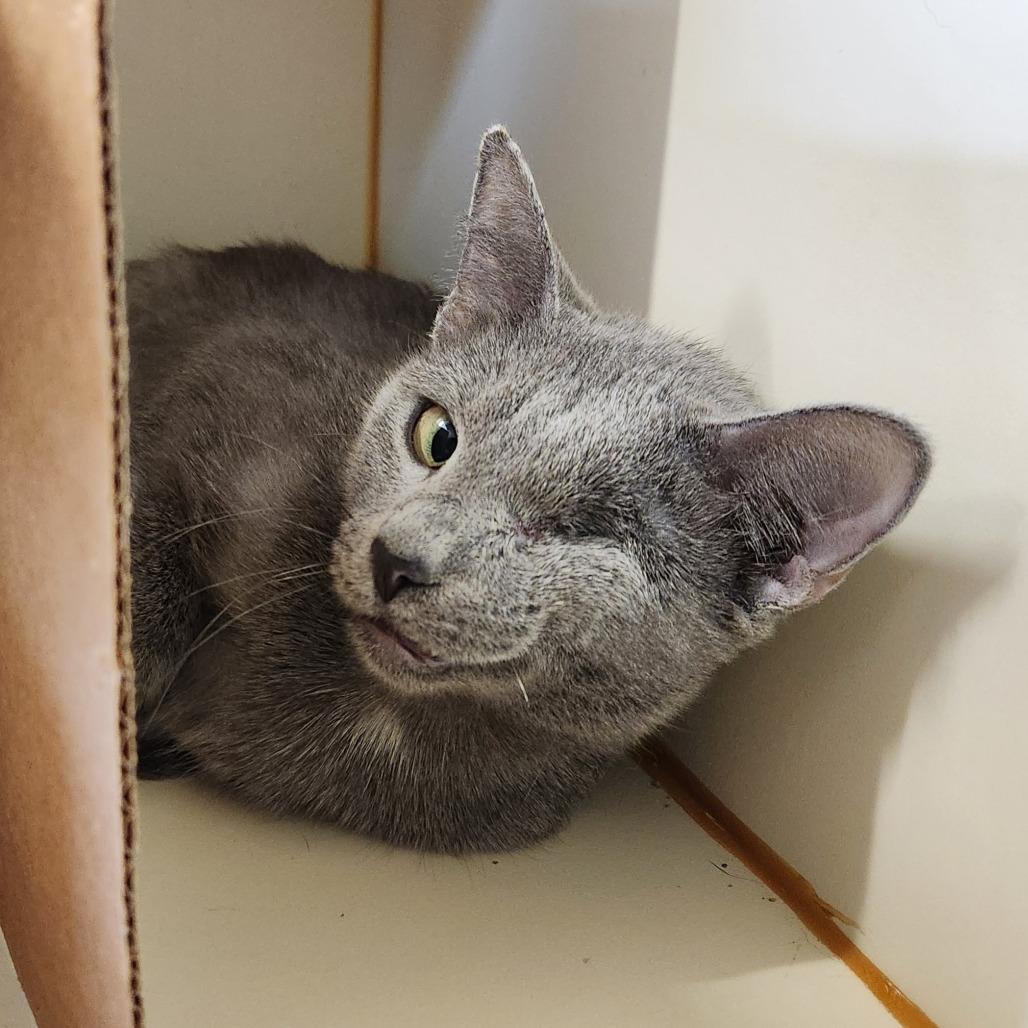 Enlarge Vicky, a Adoptable Domestic Short Hair in Delaware, OH image 5/5