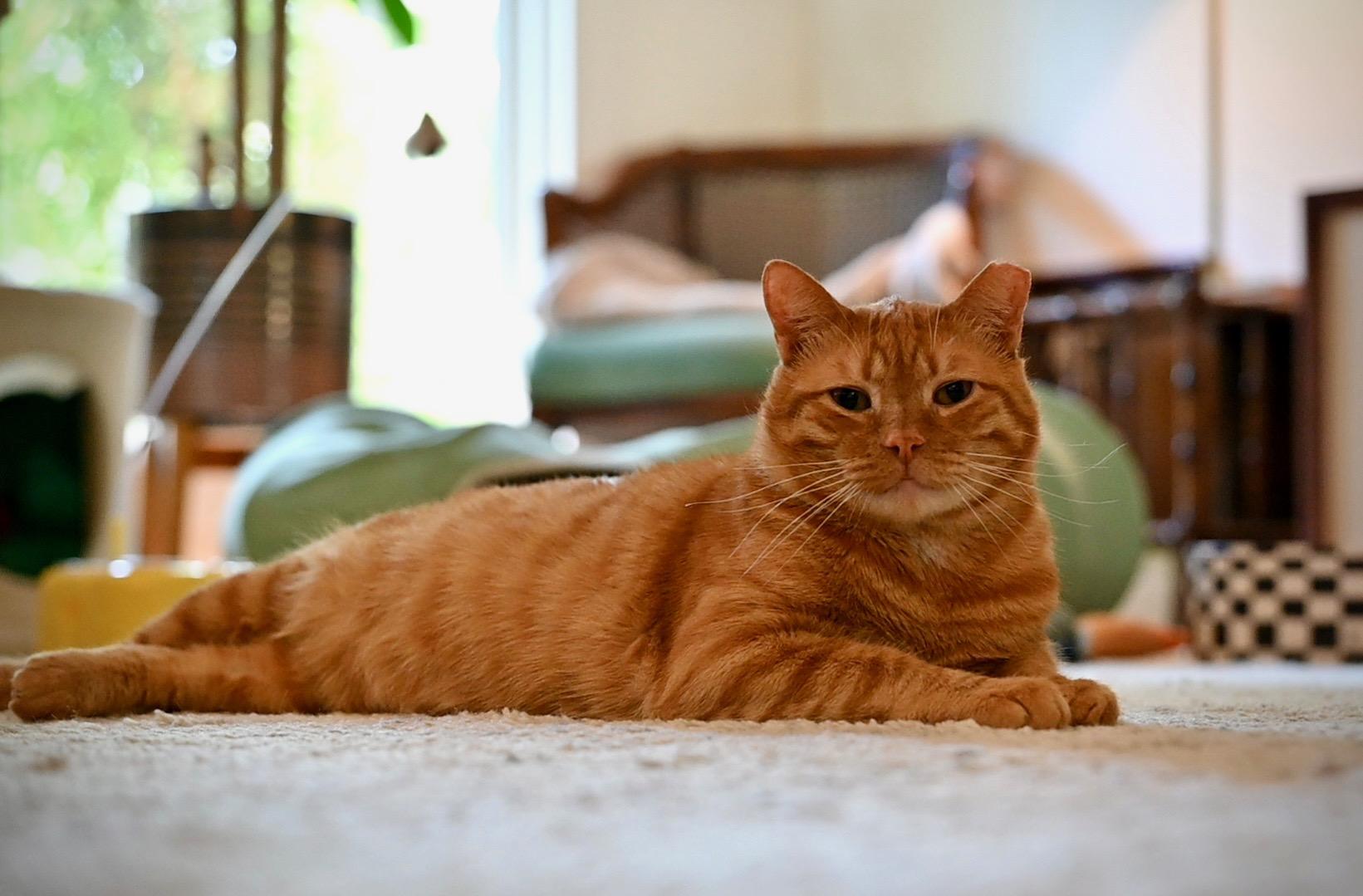 Meet Larry, the Chonky King!, an adoptable Domestic Short Hair in Austin, TX image 3/3