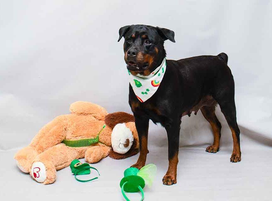 Akila, an adopted Rottweiler in Sanford, FL image 2/3