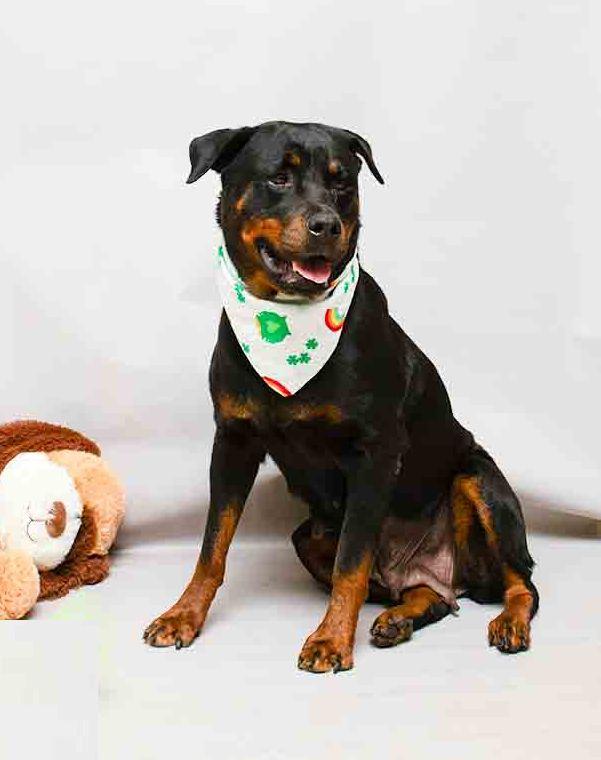 Akila, an adopted Rottweiler in Sanford, FL image 3/3