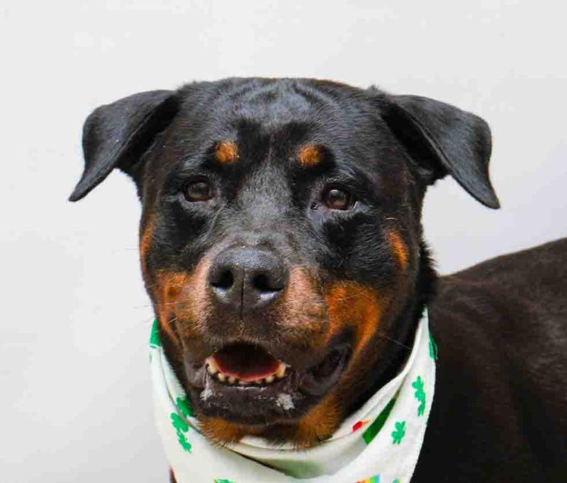 Akila, an adopted Rottweiler in Sanford, FL image 1/3
