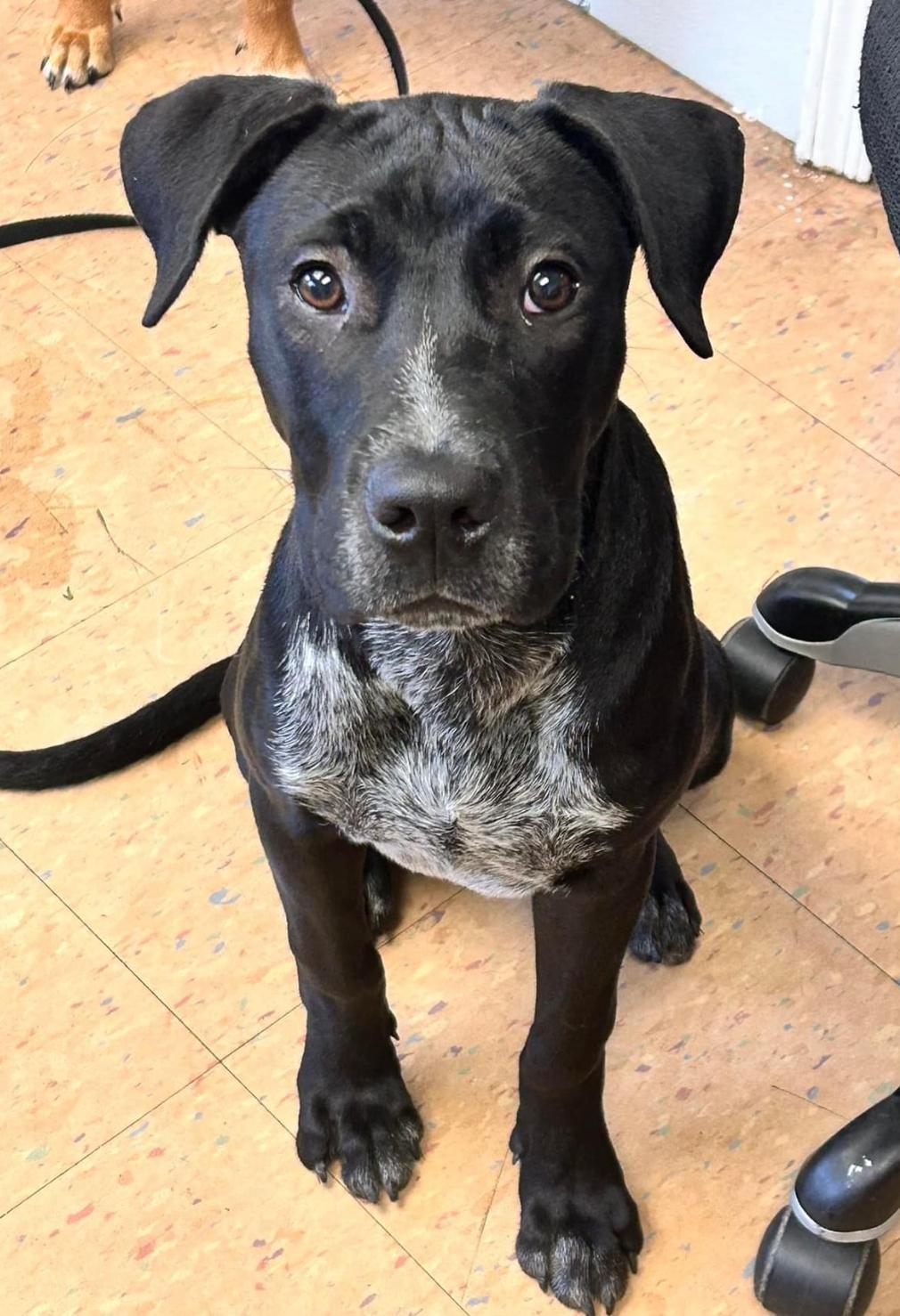 Coco, a Adoptable mixed breed in Lancaster, SC image 2/6