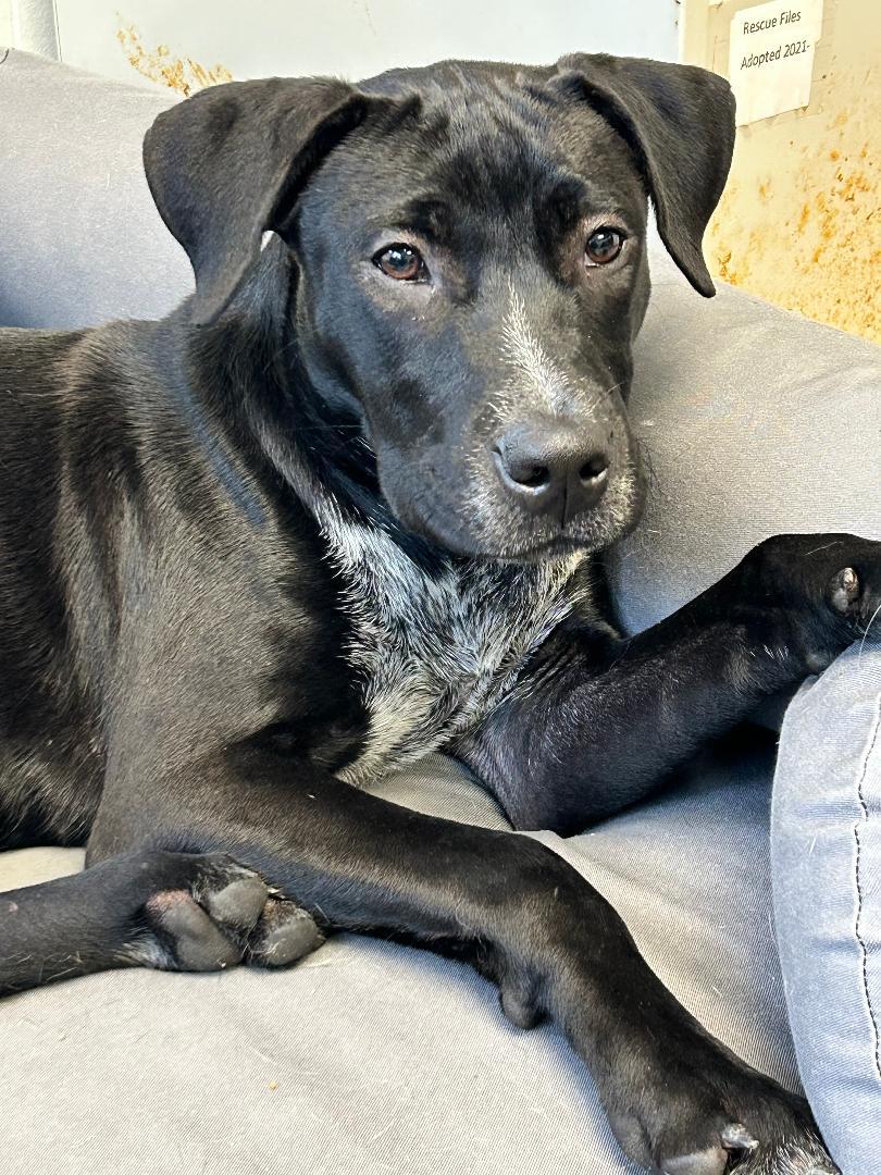 Coco, a Adoptable mixed breed in Lancaster, SC image 3/6