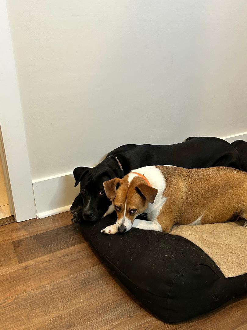 Coco, a Adoptable mixed breed in Lancaster, SC image 4/6