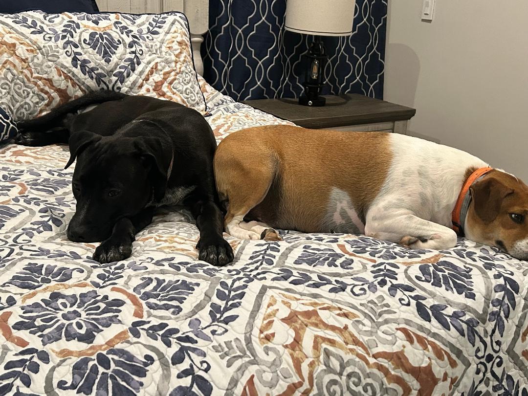 Coco, a Adoptable mixed breed in Lancaster, SC image 5/6