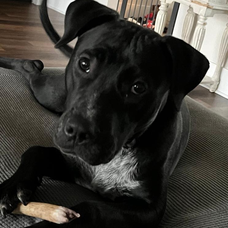 Coco, a Adoptable mixed breed in Lancaster, SC image 1/6