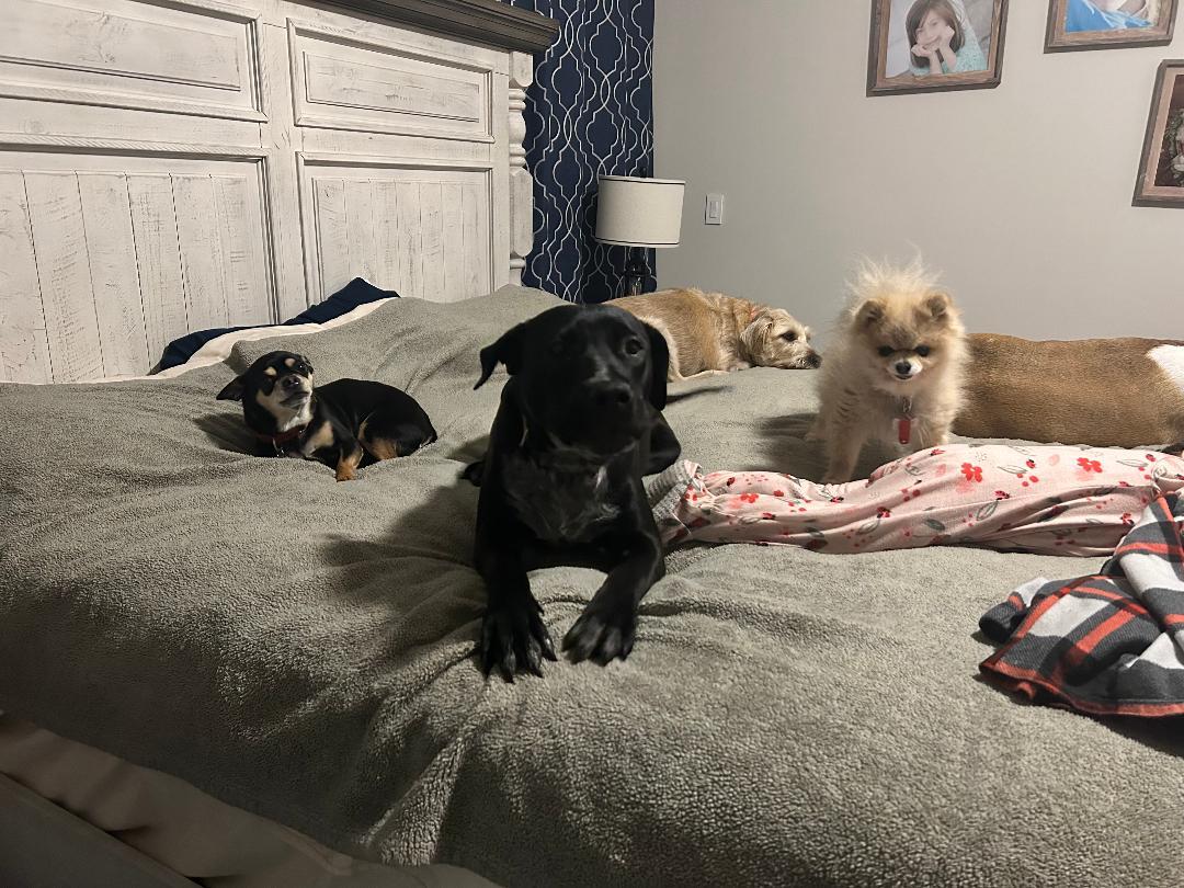 Coco, a Adoptable mixed breed in Lancaster, SC image 6/6