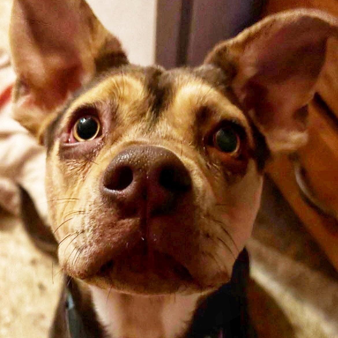 Enlarge Sunny, a ADOPTABLE mixed breed in Buffalo, NY image 3/4