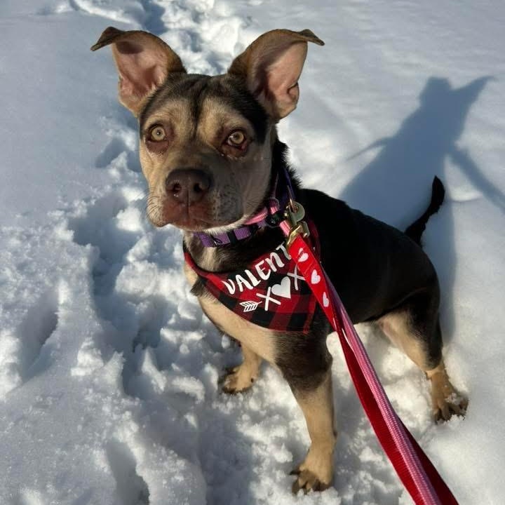 Sunny, a ADOPTABLE mixed breed in Buffalo, NY image 1/6