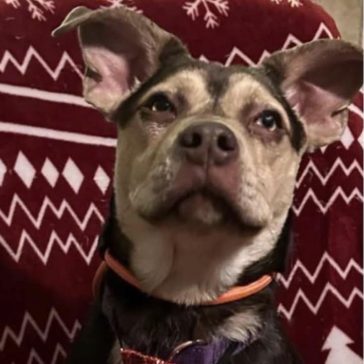 Enlarge Sunny, a ADOPTABLE mixed breed in Buffalo, NY image 4/4