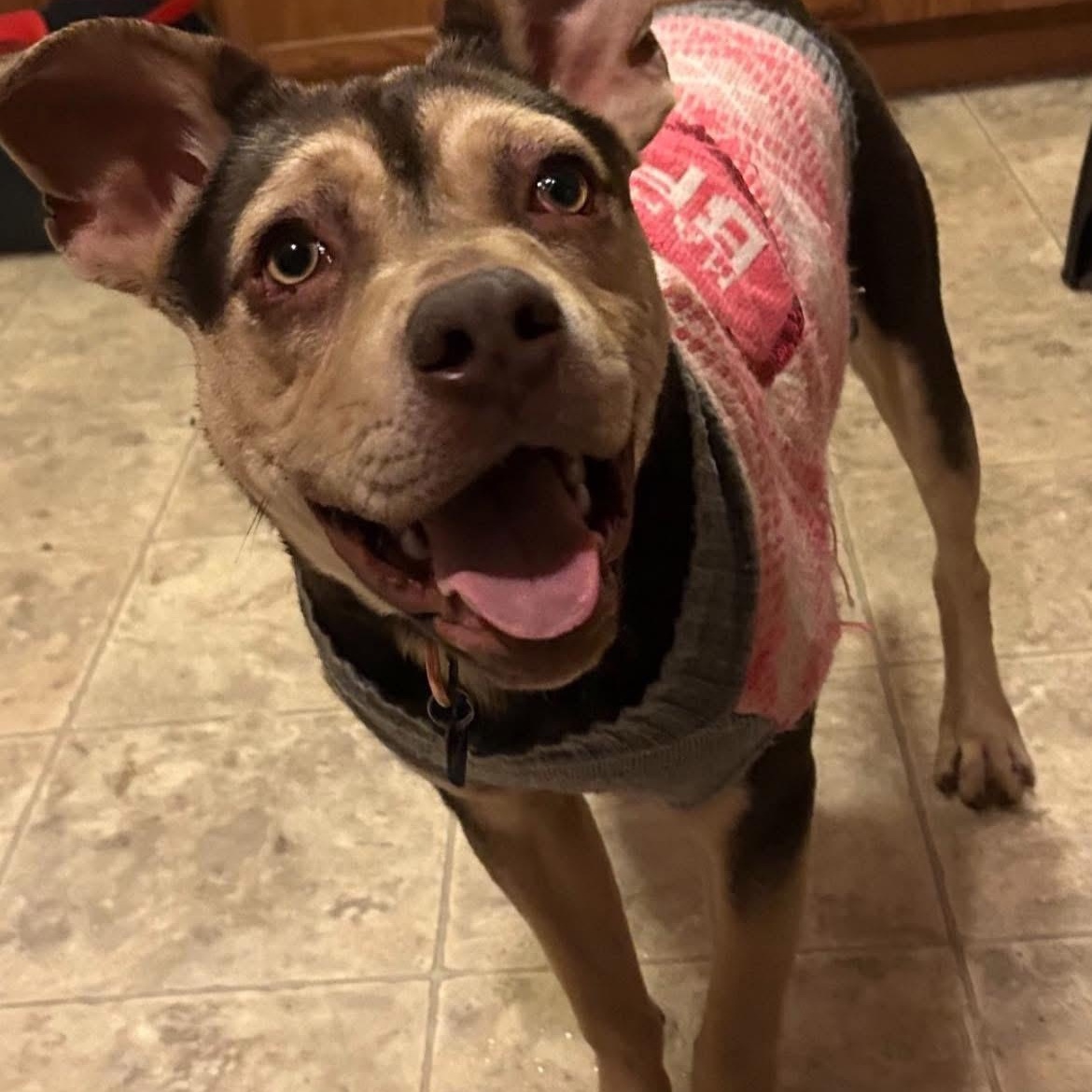 Sunny, a ADOPTABLE mixed breed in Buffalo, NY image 3/6