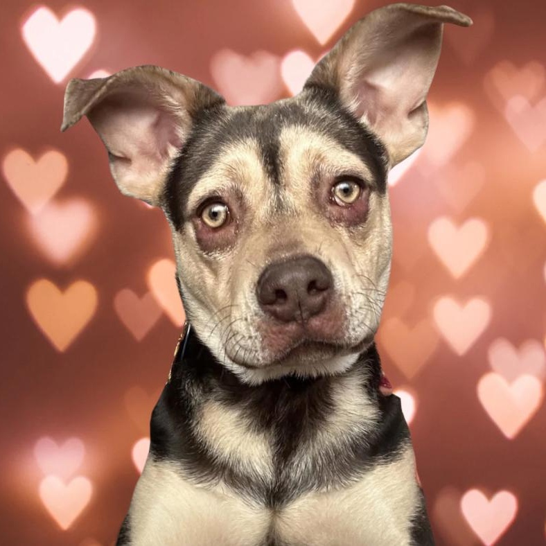 Sunny, a ADOPTABLE mixed breed in Buffalo, NY image 2/6