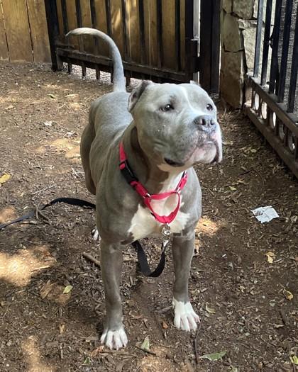 Enlarge Flex, a Adoptable mixed breed in Washington, DC image 1/3