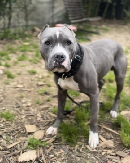 Enlarge Flex, a Adoptable mixed breed in Washington, DC image 3/3