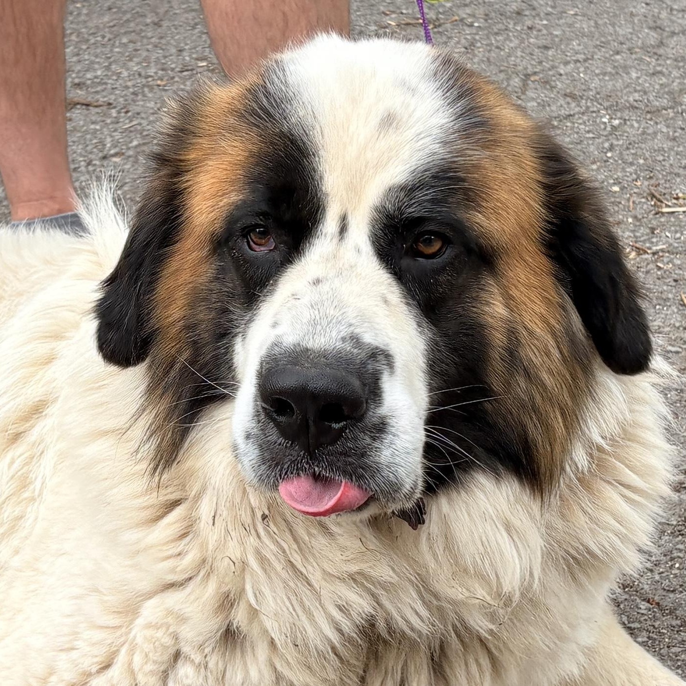 Blake Shelton - New to Rescue - St. Bernard Grt Pyr mix, ADOPTABLE, Young Male Great Pyrenees & Saint Bernard.