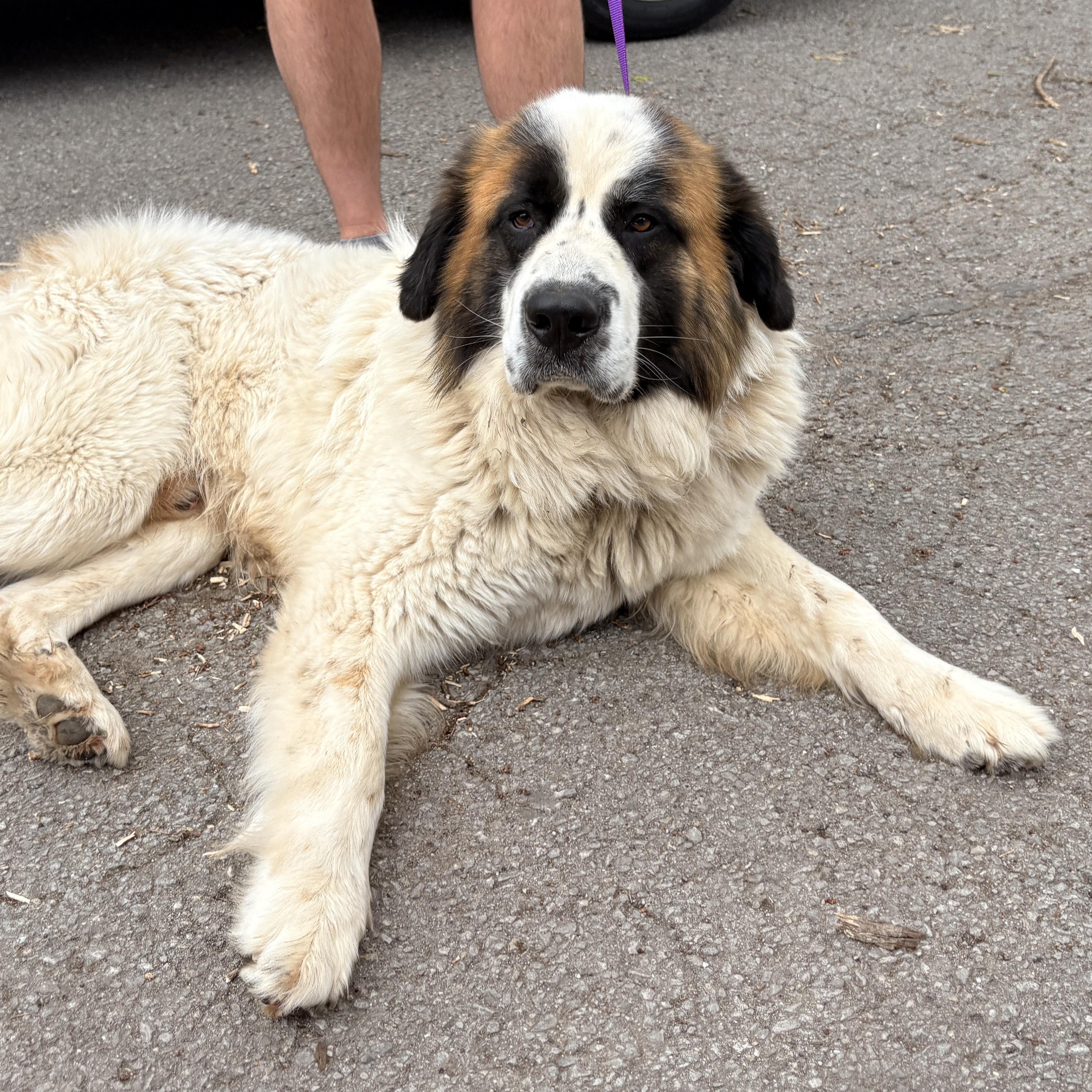 Blake Shelton - New to Rescue - St. Bernard Grt Pyr mix, a ADOPTABLE mixed breed in Indianapolis, IN image 4/6
