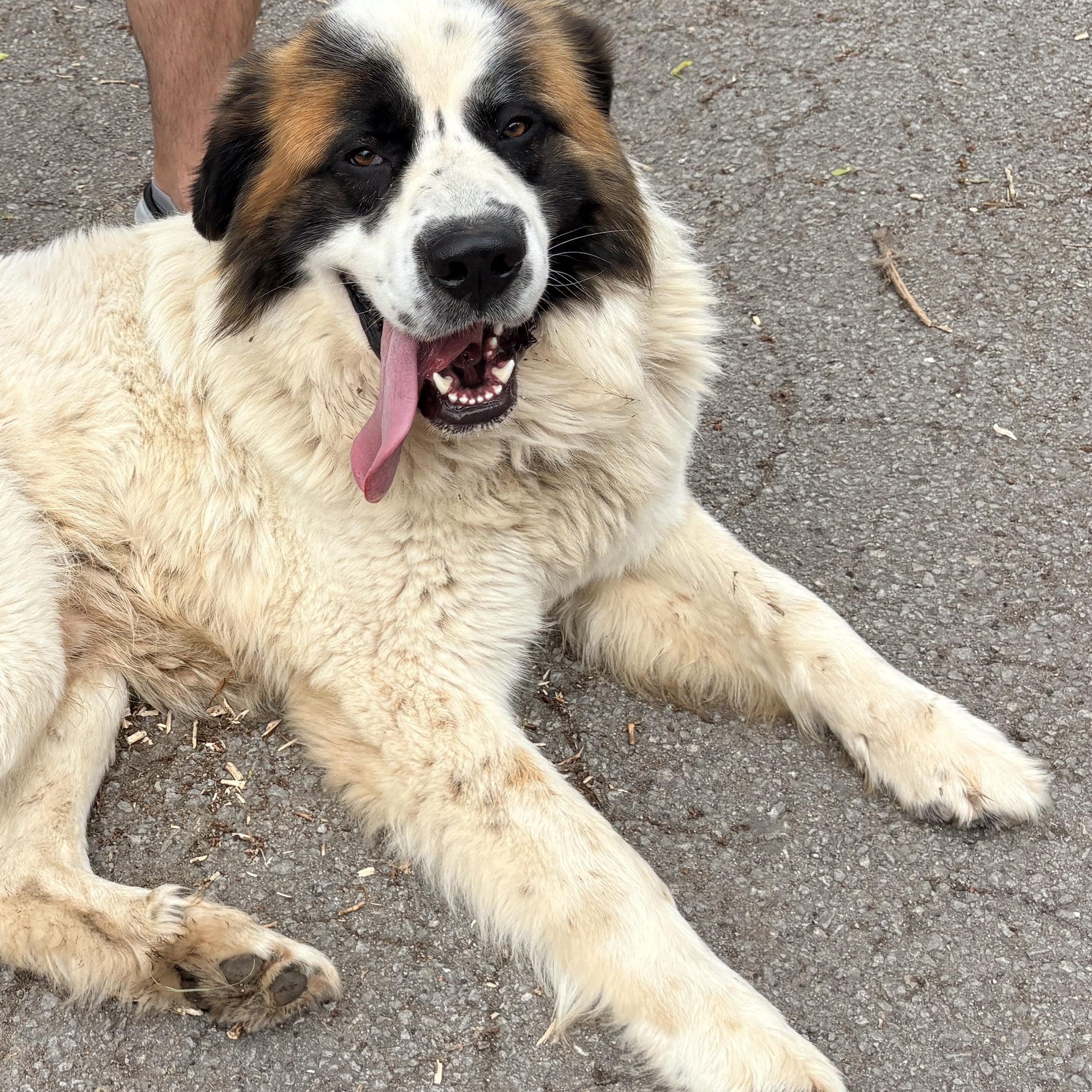 Blake Shelton - New to Rescue - St. Bernard Grt Pyr mix, a ADOPTABLE mixed breed in Indianapolis, IN image 6/6