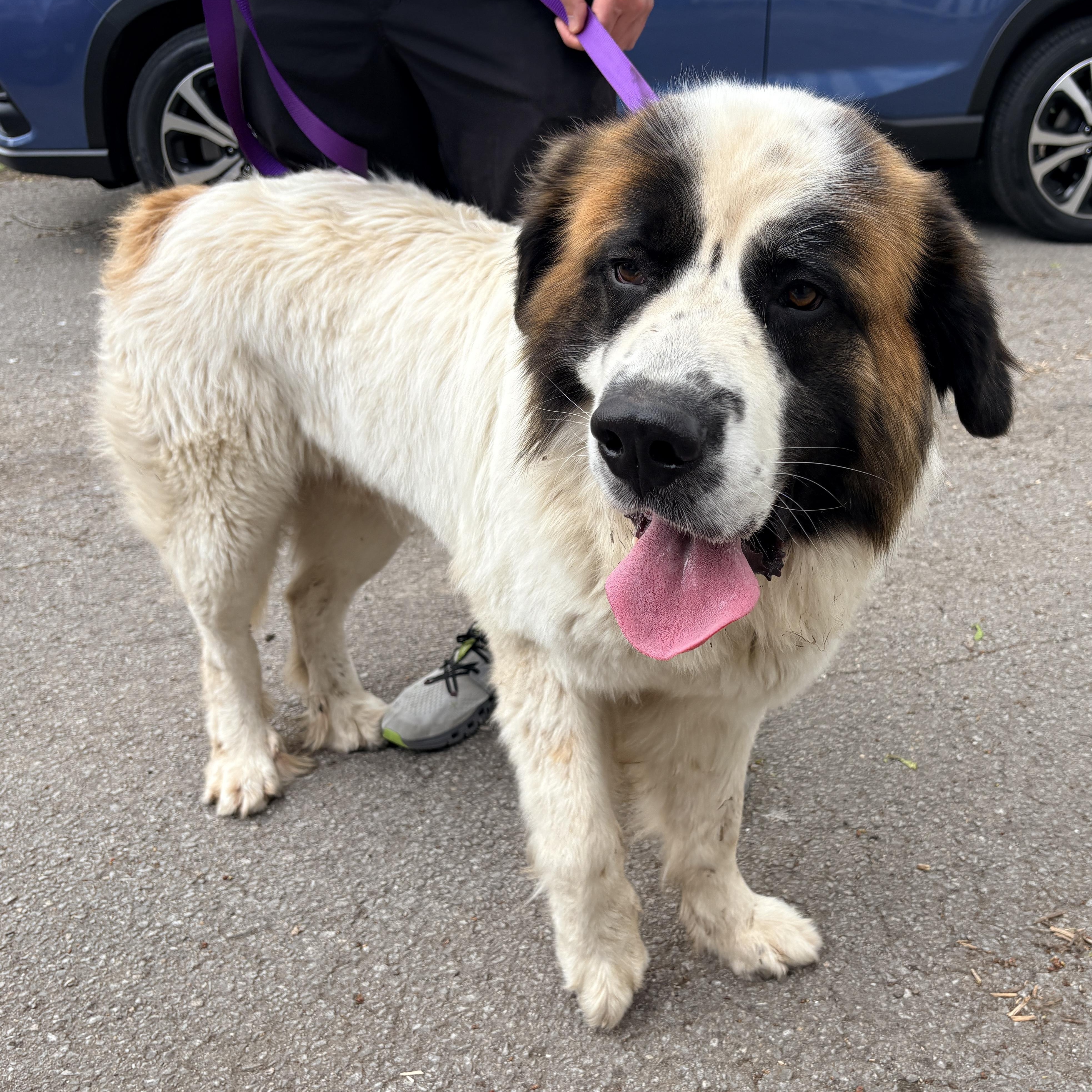 Blake Shelton - New to Rescue - St. Bernard Grt Pyr mix, a ADOPTABLE mixed breed in Indianapolis, IN image 3/6