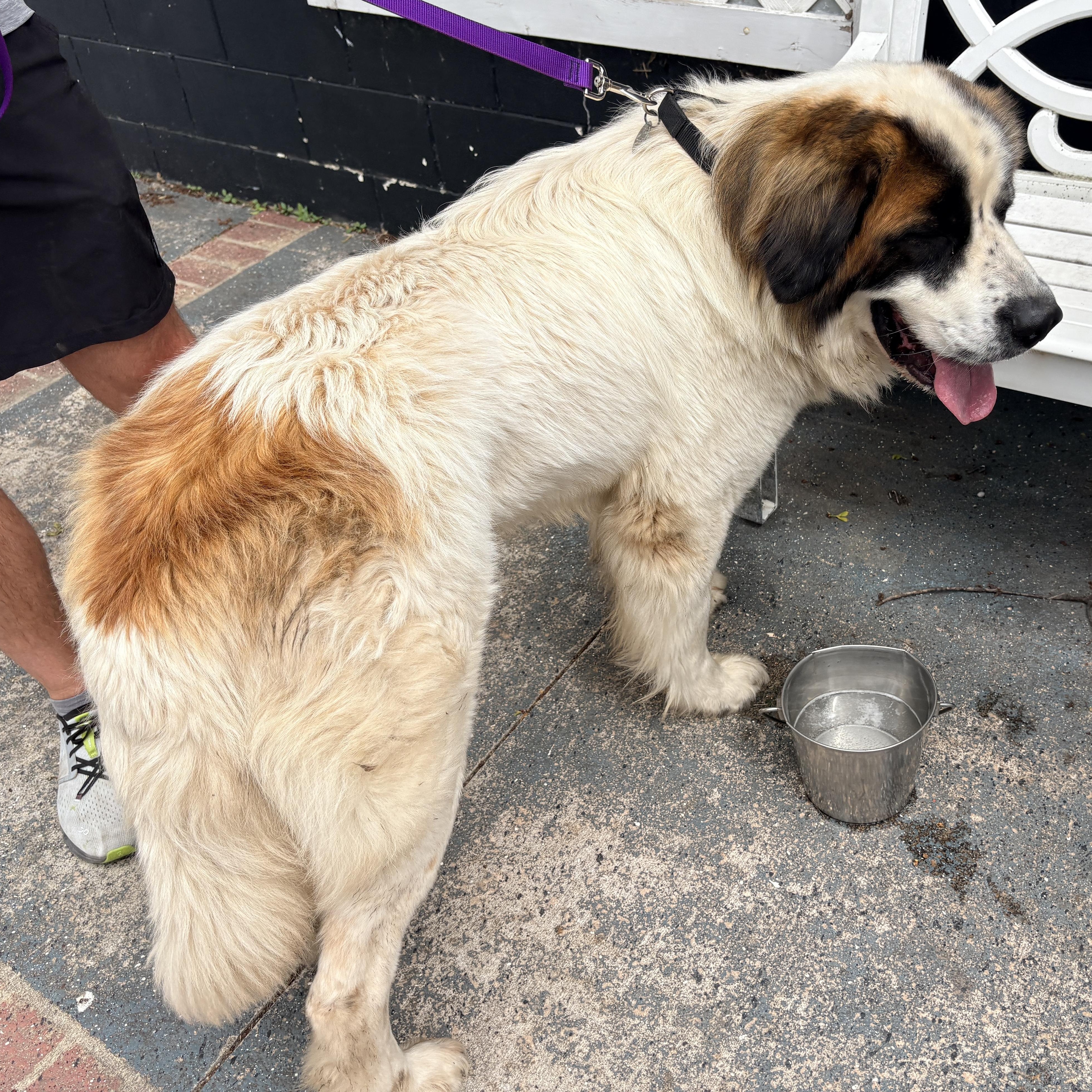 Blake Shelton - New to Rescue - St. Bernard Grt Pyr mix, a ADOPTABLE mixed breed in Indianapolis, IN image 5/6