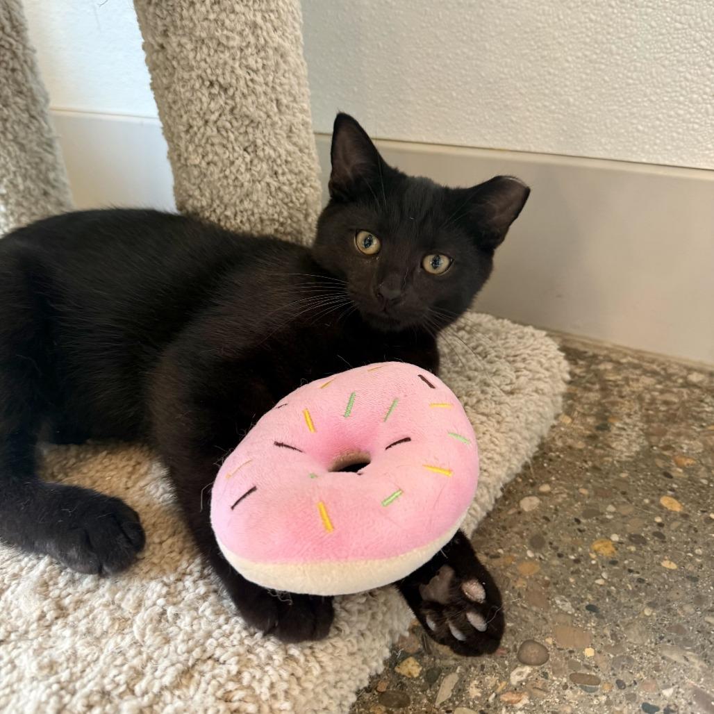 Soy, Adoptable, Kitten Male Domestic Short Hair.