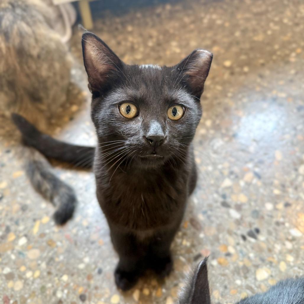 Enlarge Soy, a Adoptable Domestic Short Hair in Louisville, KY image 2/2