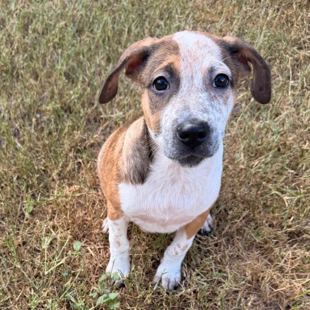 Dixie photo