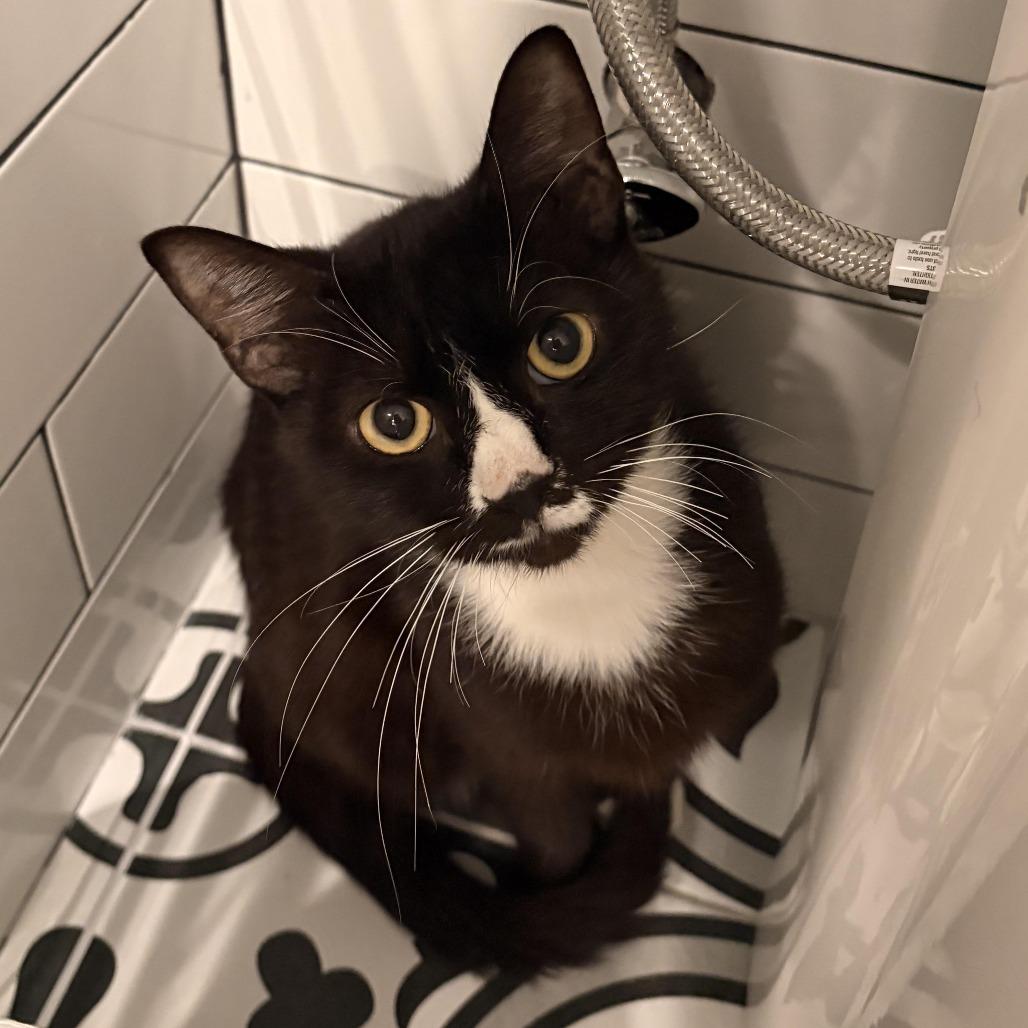 Sailor Cat Clover, Adoptable, Adult Female Domestic Short Hair.