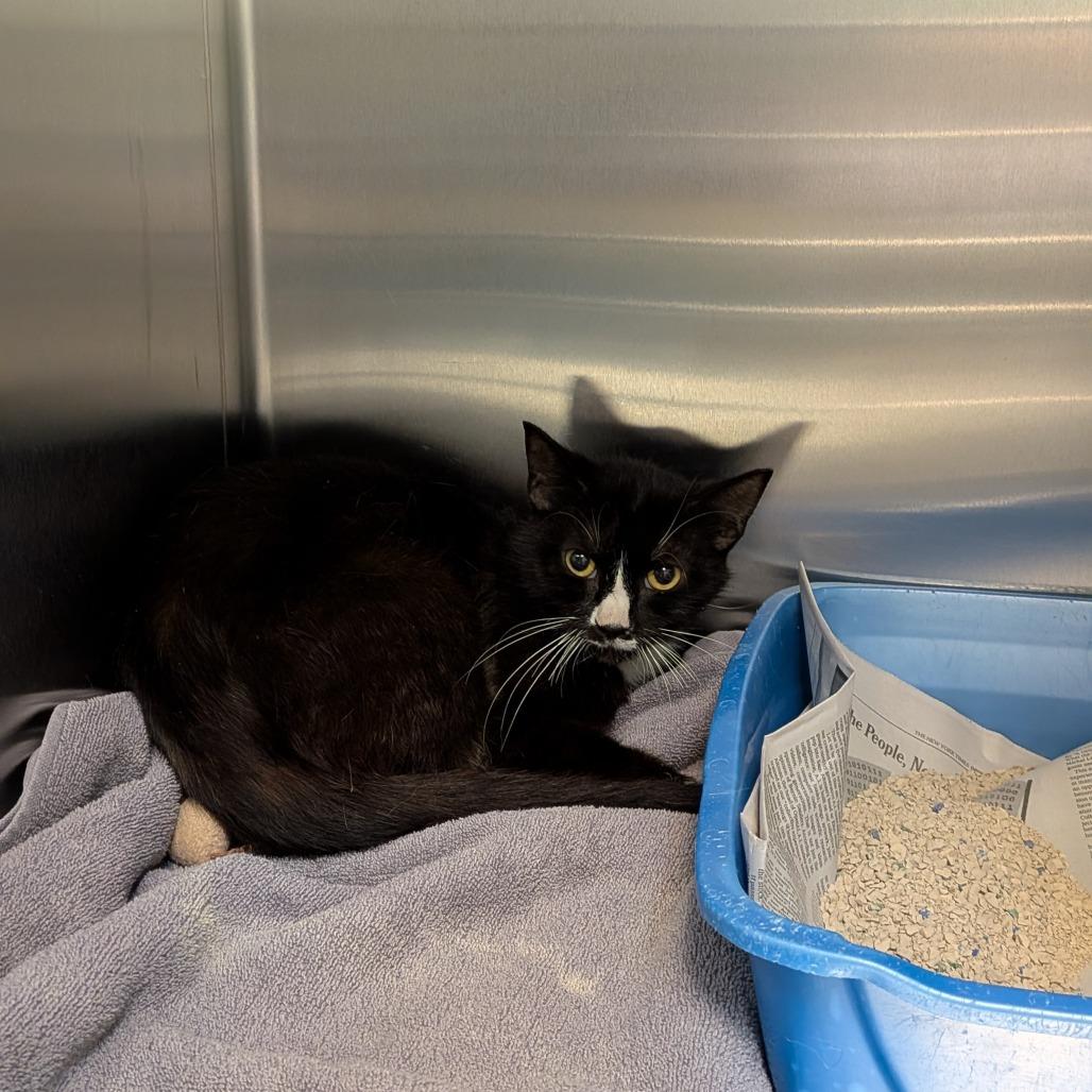Enlarge Sailor Cat Clover, a Adoptable Domestic Short Hair in Tacoma, WA image 2/2