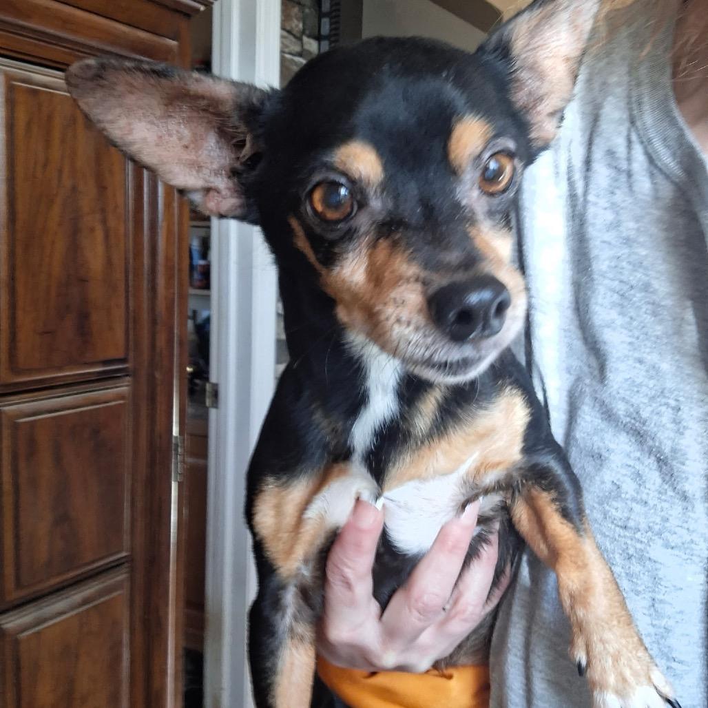 Knox, Adoptable, Senior Male Chihuahua.