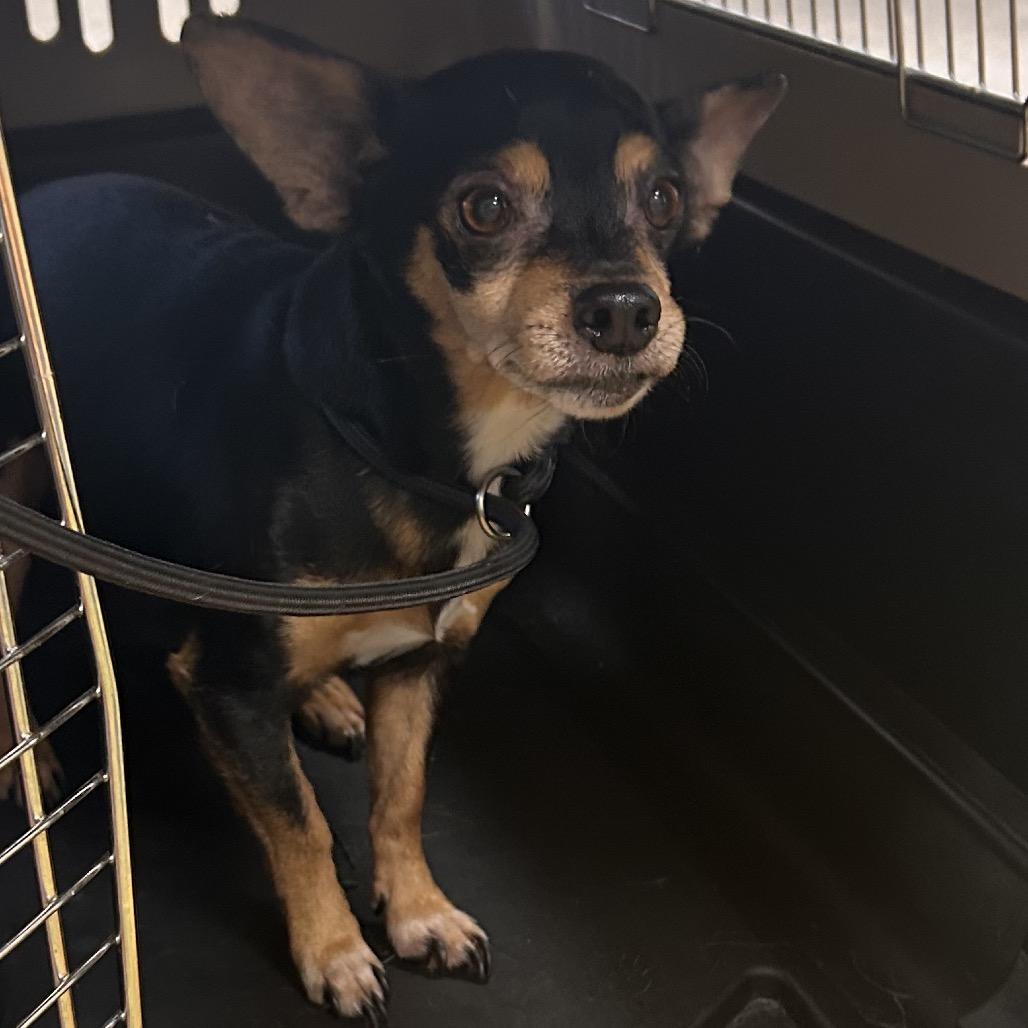 Enlarge Knox, a Adoptable Chihuahua in Tunkhannock, PA image 2/2