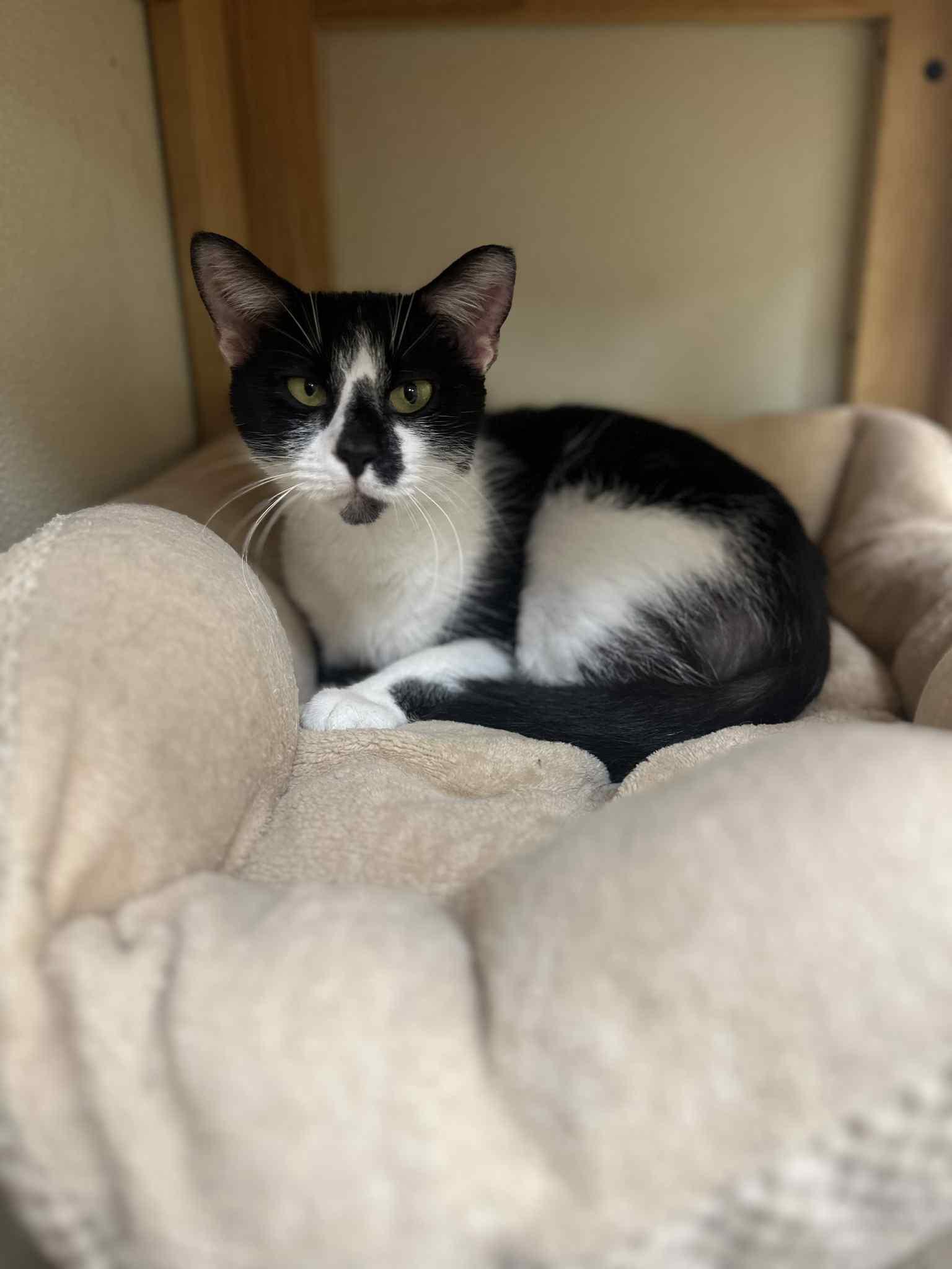 Cecilia