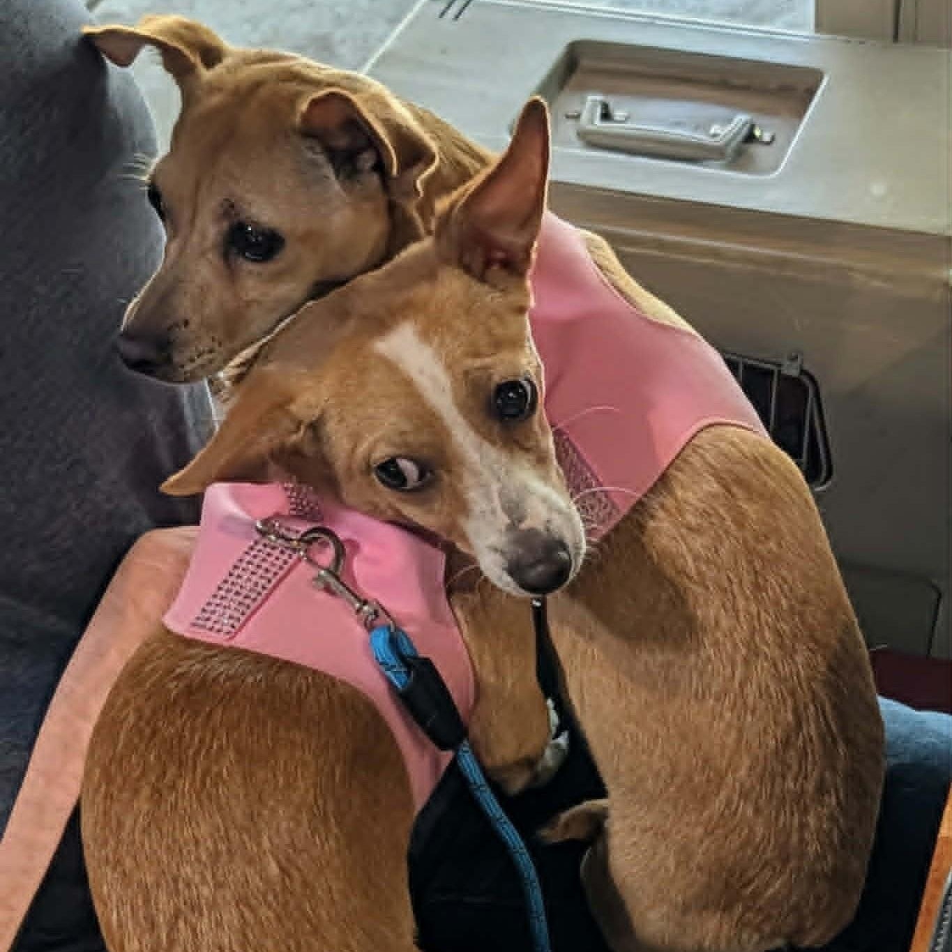 ABBY, a ADOPTABLE Chihuahua in Marana, AZ image 3/6