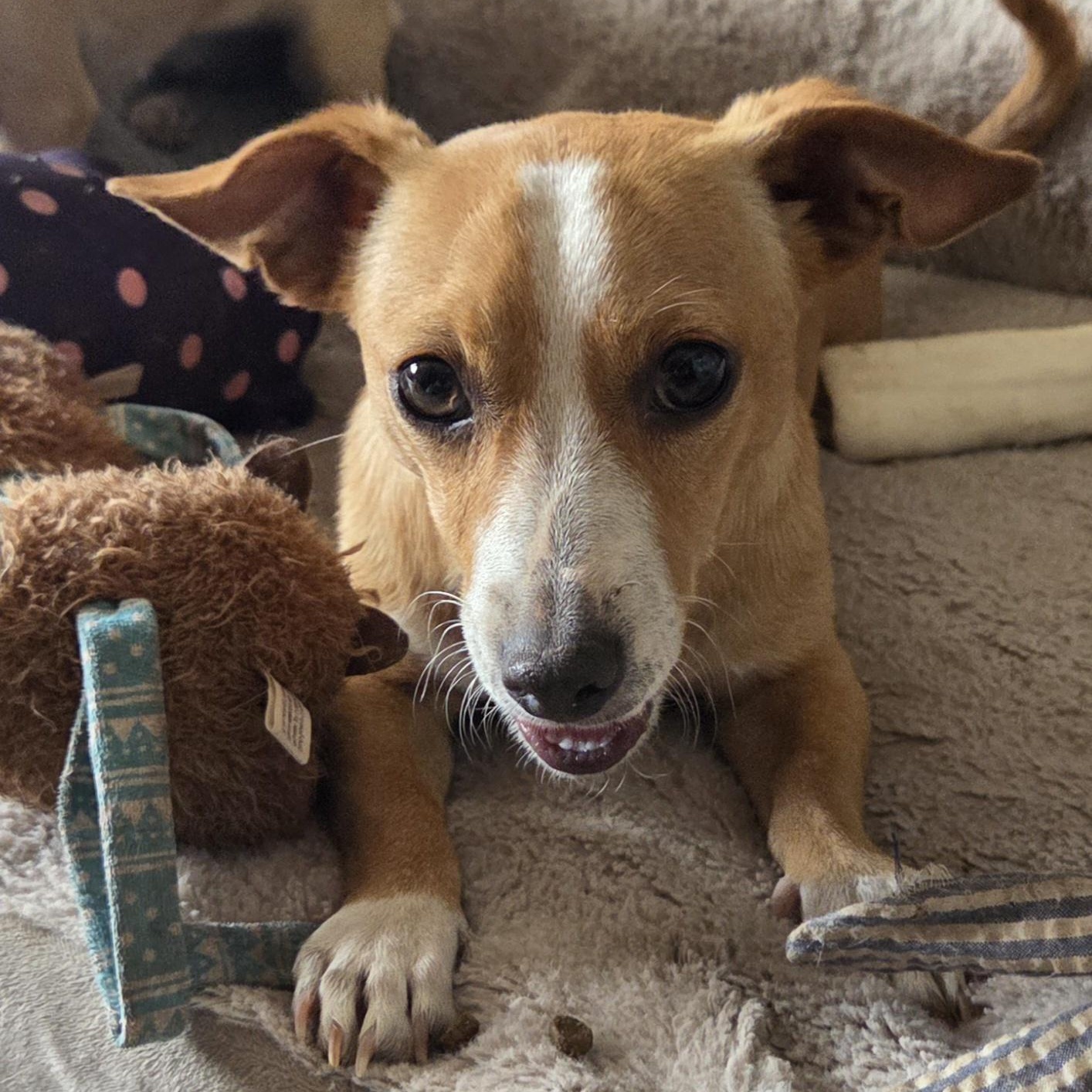 ABBY, a ADOPTABLE Chihuahua in Marana, AZ image 6/6
