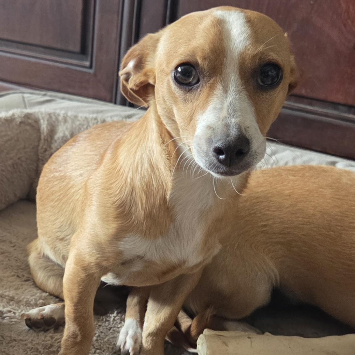 ABBY, a ADOPTABLE Chihuahua in Marana, AZ image 2/6
