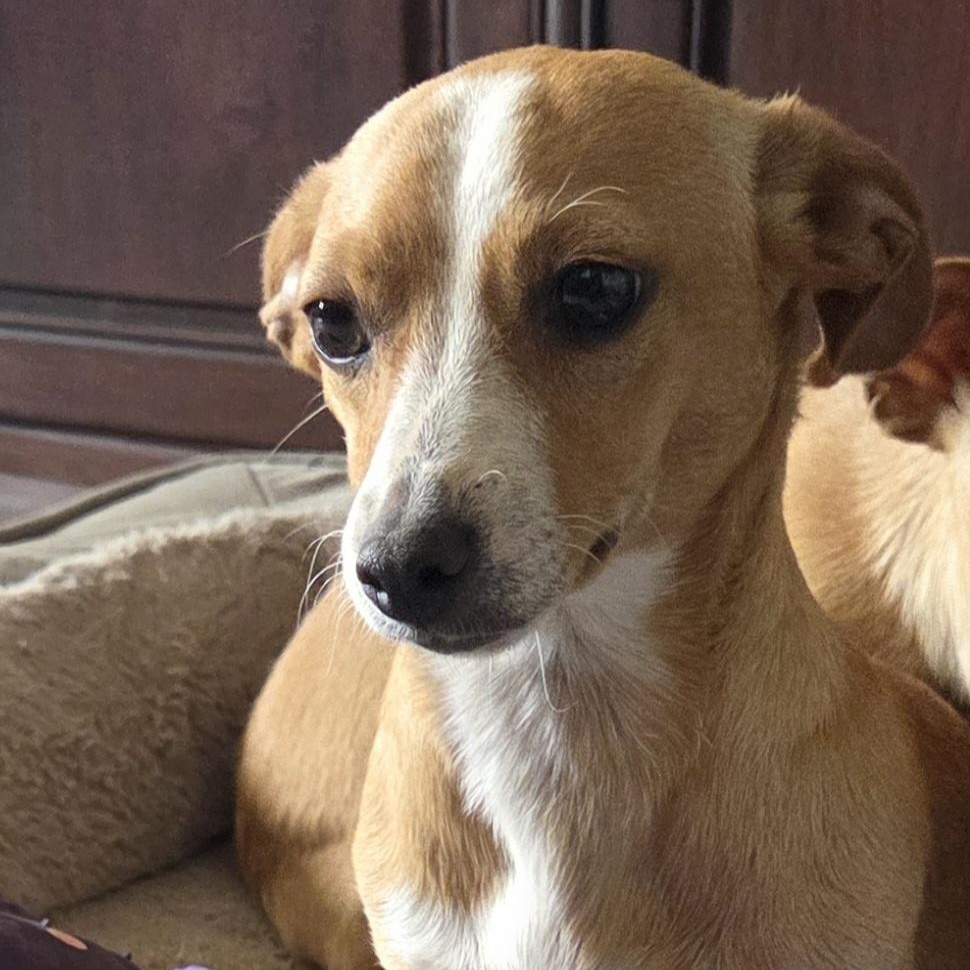 ABBY, a ADOPTABLE Chihuahua in Marana, AZ image 4/6