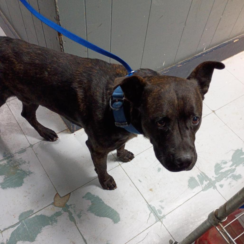 Buster D45887, Adoptable, Adult Male Pit Bull Terrier & Mixed Breed.